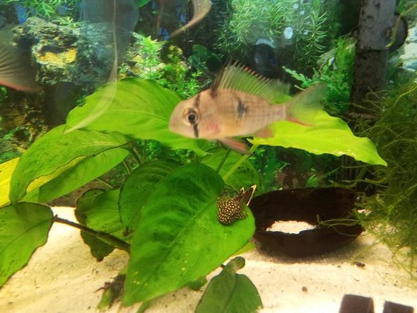 Download Bolivianischer Schmetterlingsbuntbarsch Geschlecht Pics