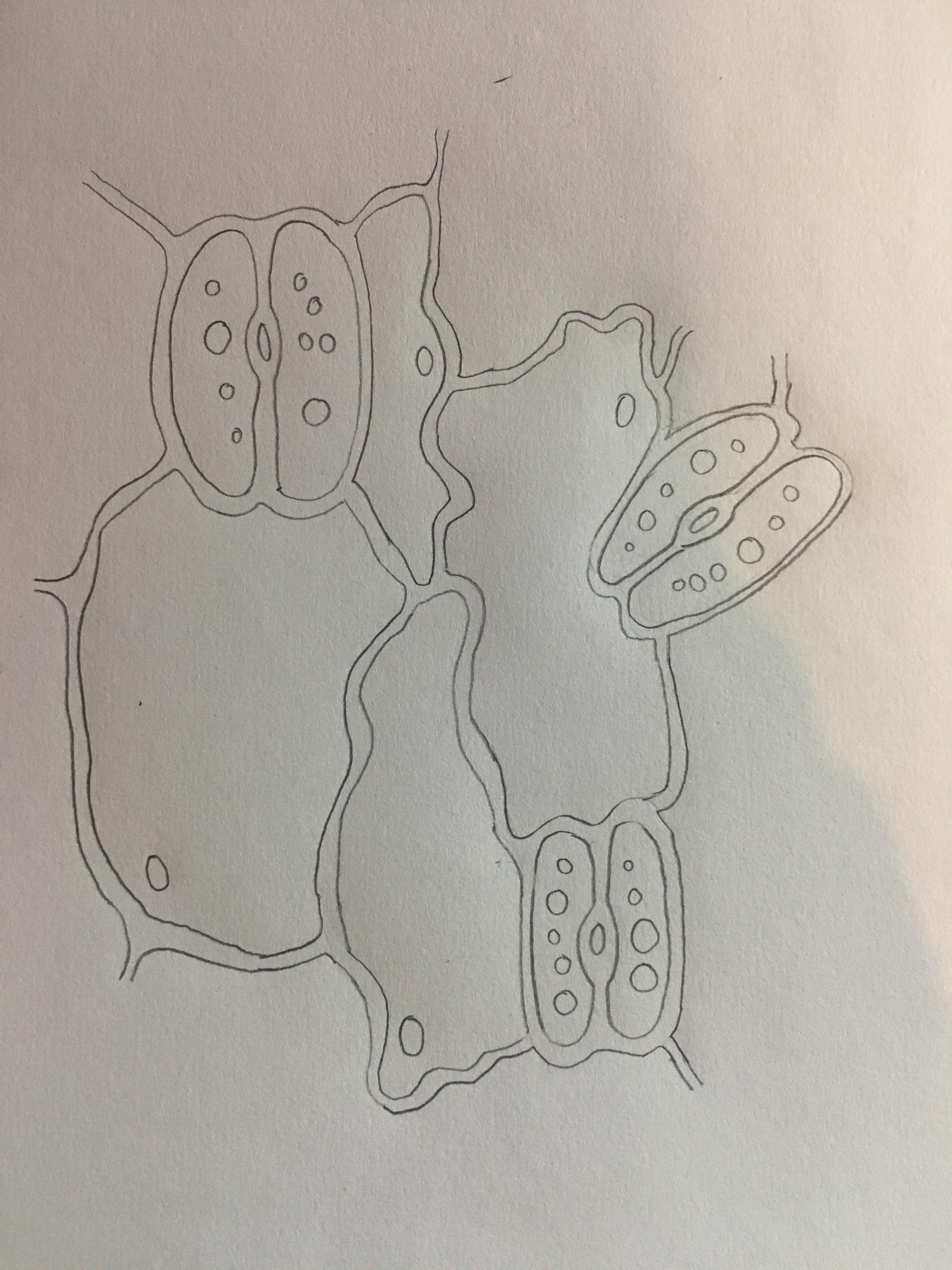 Mikroskopische Zeichnung Alpenveilchen untere Epidermis? (Schule, Biologie,  Gymnasium)