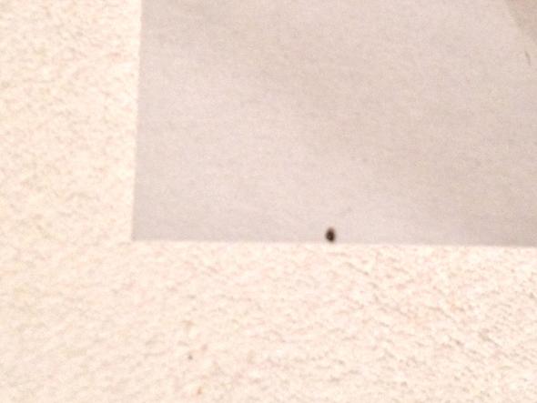 Milben Im Bett Stiche Auf Der Haut Schwarze Tierchen Im Bett Ungeziefer Matratze Bettwanzen Milben Im Bett Stiche Auf Der Haut Schwarze Tierchen Im Bett Ungeziefer Matratze Bettwanzen