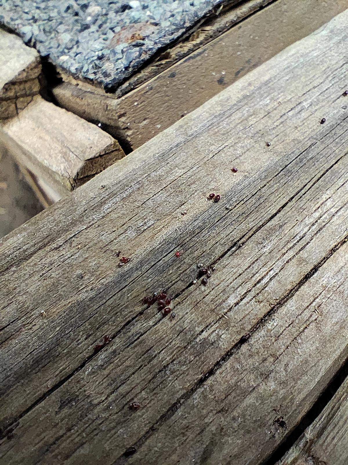 Milben im Hühnerstall? (Parasiten, Hühnerhaltung, Milbenbefall)