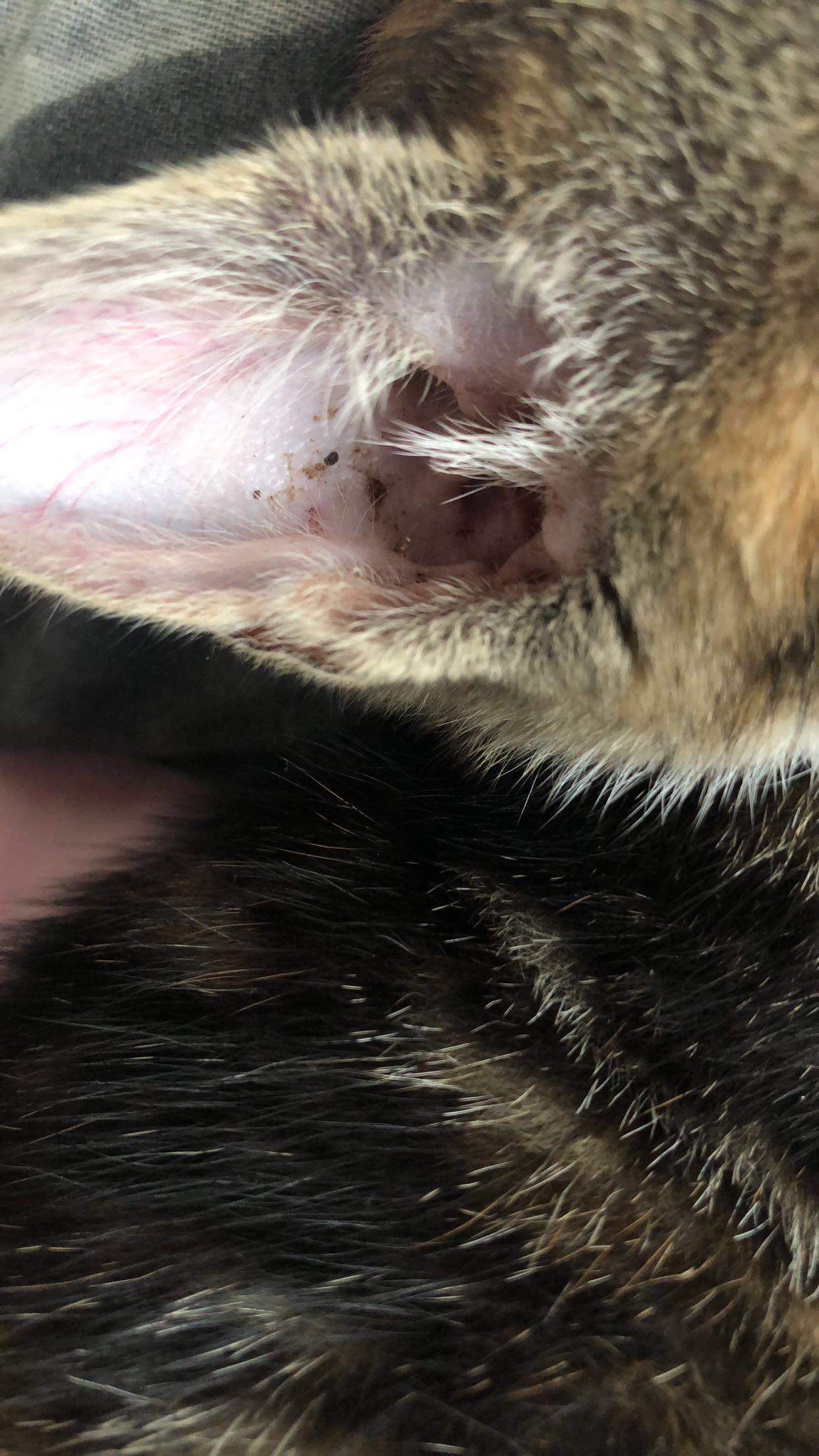 Milben im Ohr meiner Katze?
