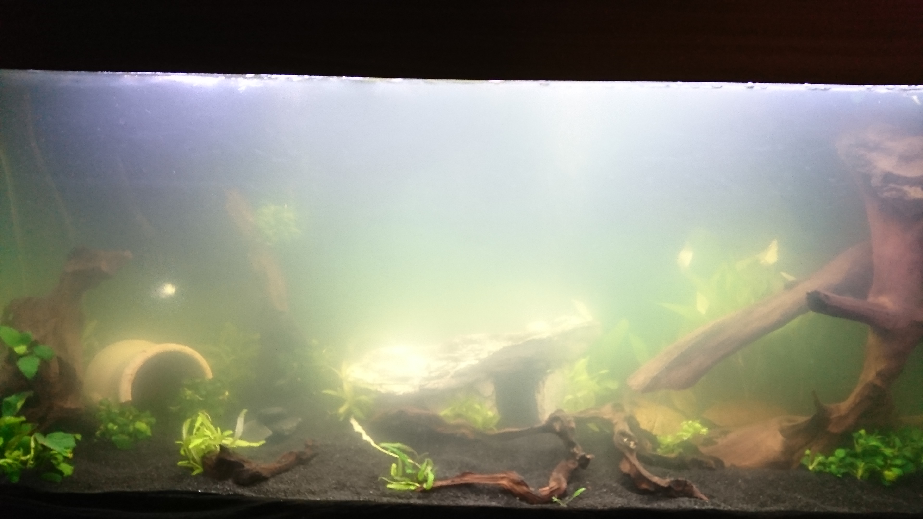 Milchiges Aquariumwasser mit Dreckfilm an der Oberfläche? (Aquarium, Aquaristik)