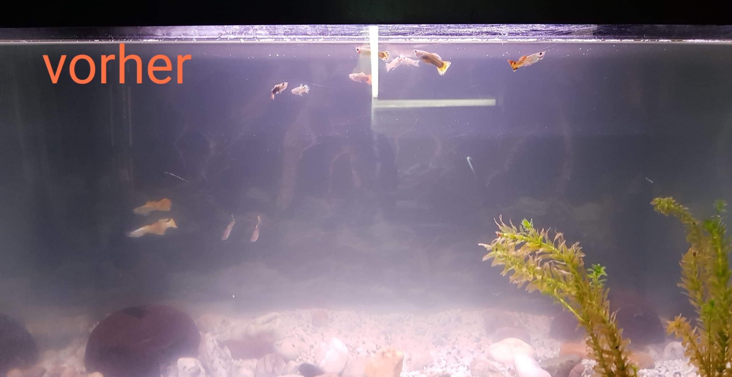 Milchiges wasser in Aquarium? (Bakterien, Becken, dreckig)