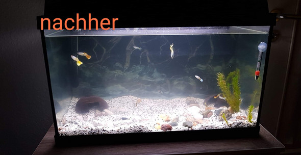  - (Wasser, Aquarium, Bakterien)