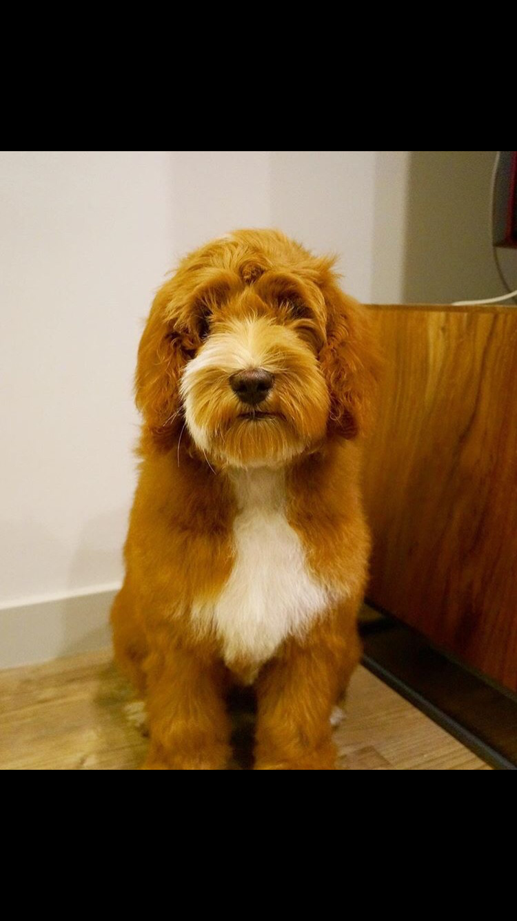 Mini Australian Labradoodle wo gibt es diese Hunderasse in Deutschland