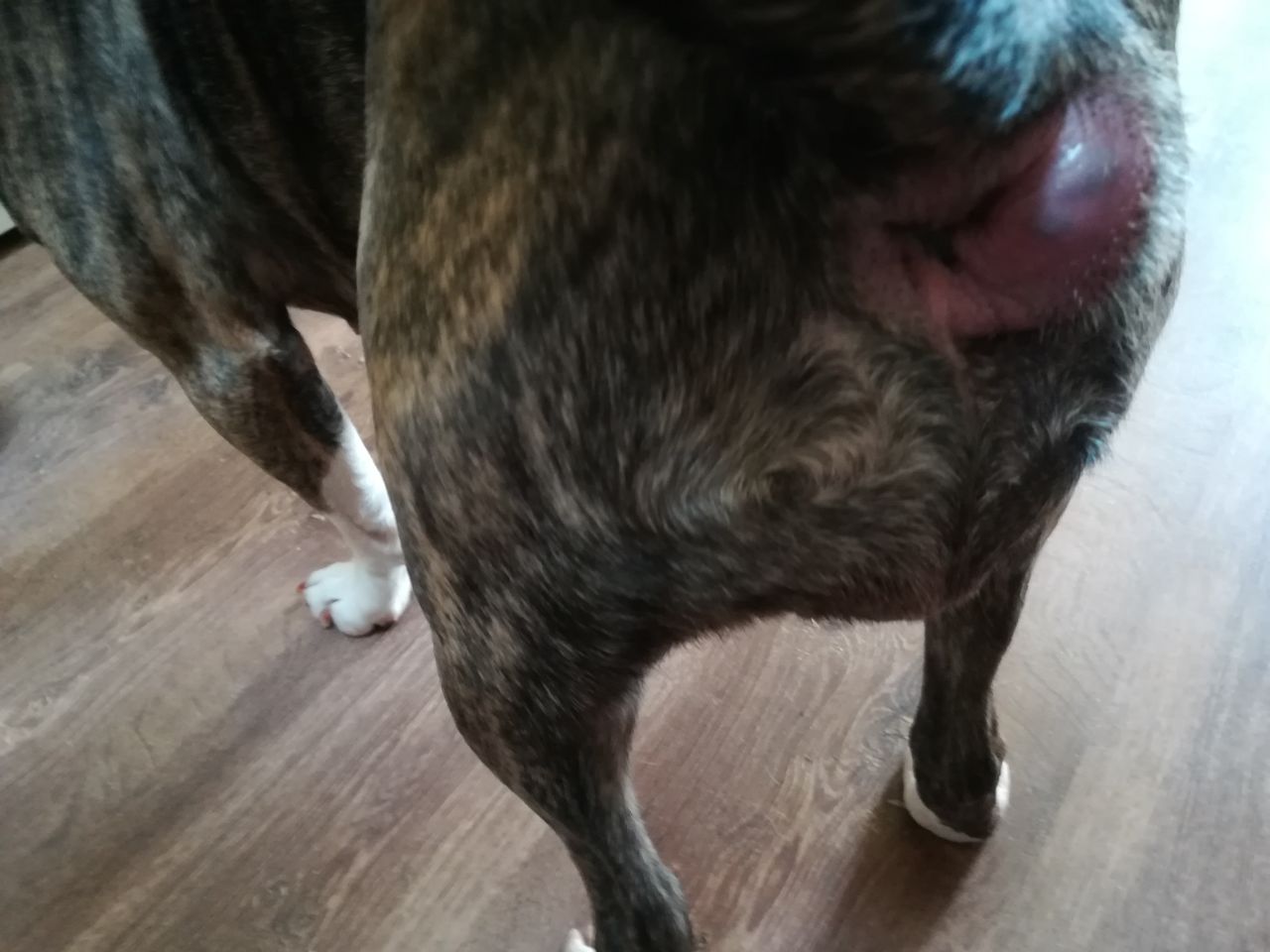 Mini Bulli Hündin hat einen Knubbel am After was ist das? (Hund