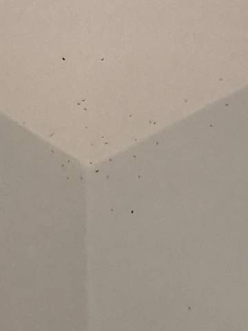 Mini Fliegen in der ganzen Wohnung von Licht angezogen?