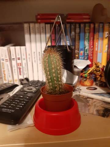 Mini Kaktus richtig pflegen?