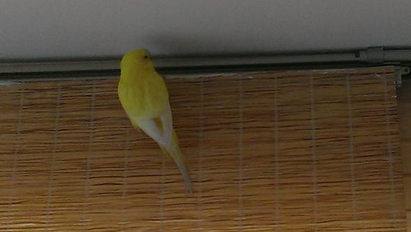 mir ist ein vogel ins haus geflogen was tun tiere haustiere vogel