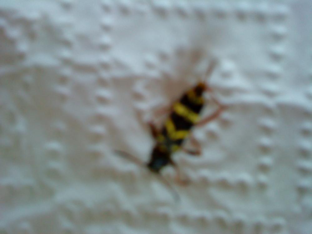 Mir sind im Wohnzimmer gelb-schwarze insekten begegnet (schwarz)