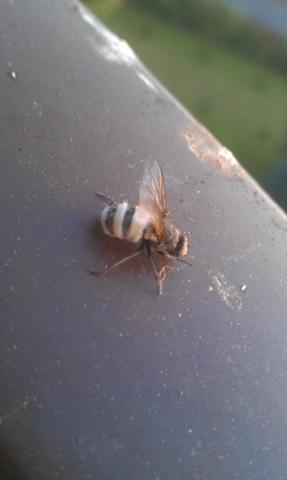 unbekannte Fliege - (Biologie, Insekten)
