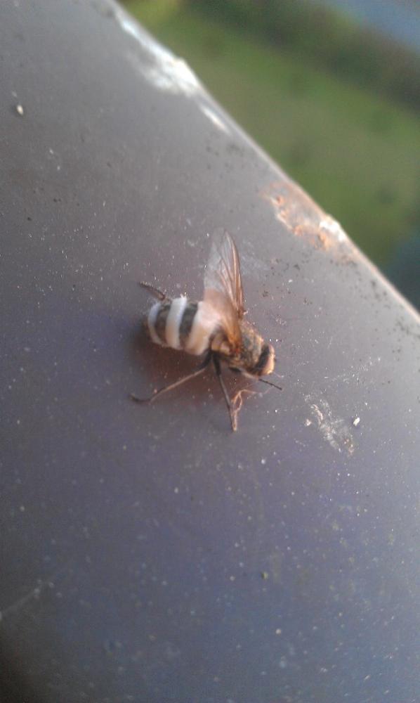 Mir unbekannte Fliegenart (Biologie, Insekten)