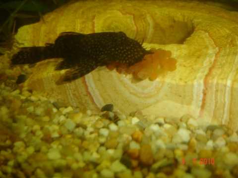 misteriöse eier mit fotos? (Aquaristik)