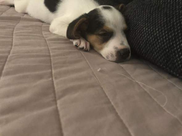 - (Tiere, Hund, Rasse)