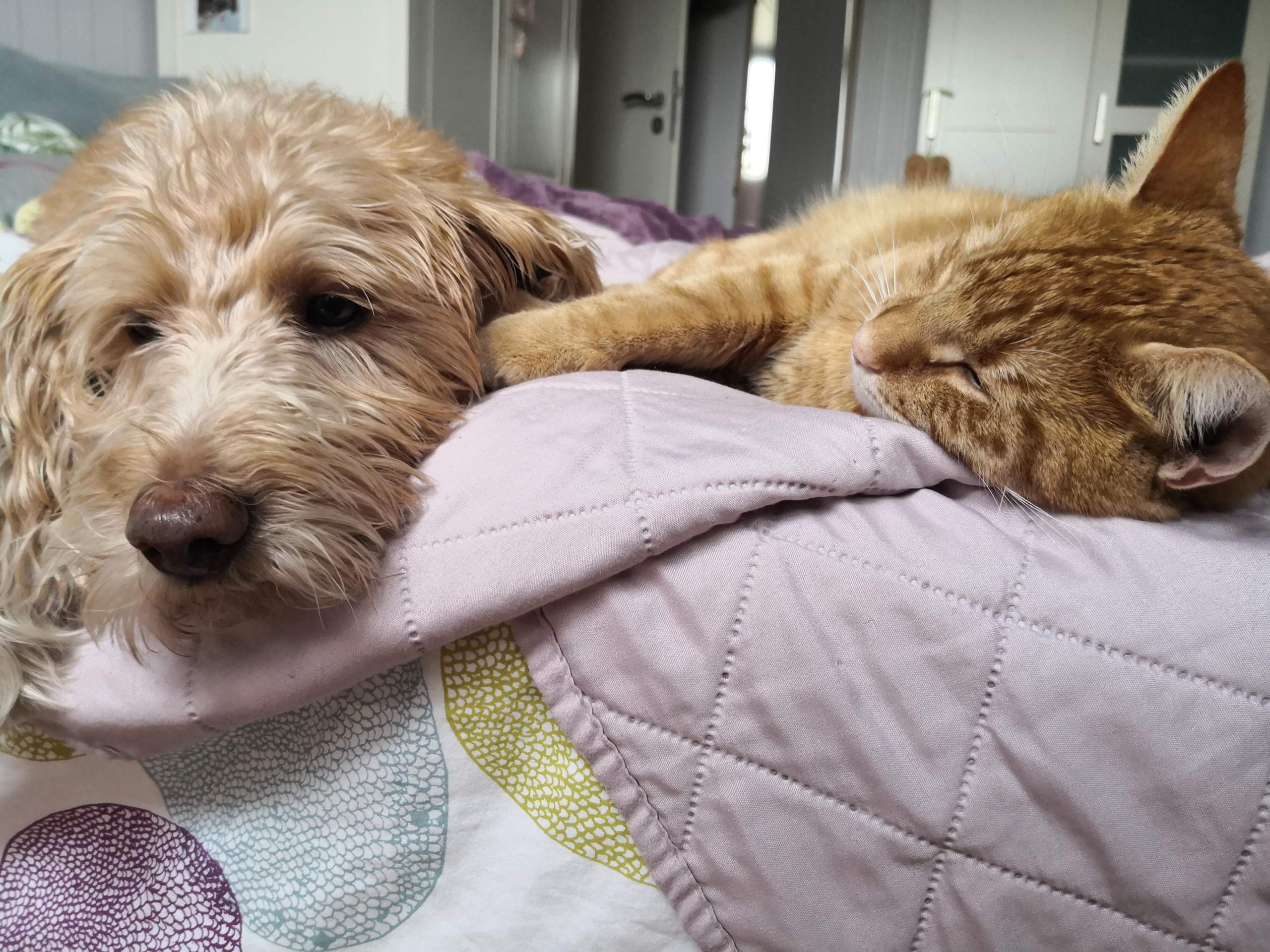 Mit Kater und Hund an der Leine spazieren gehen? (Tiere,