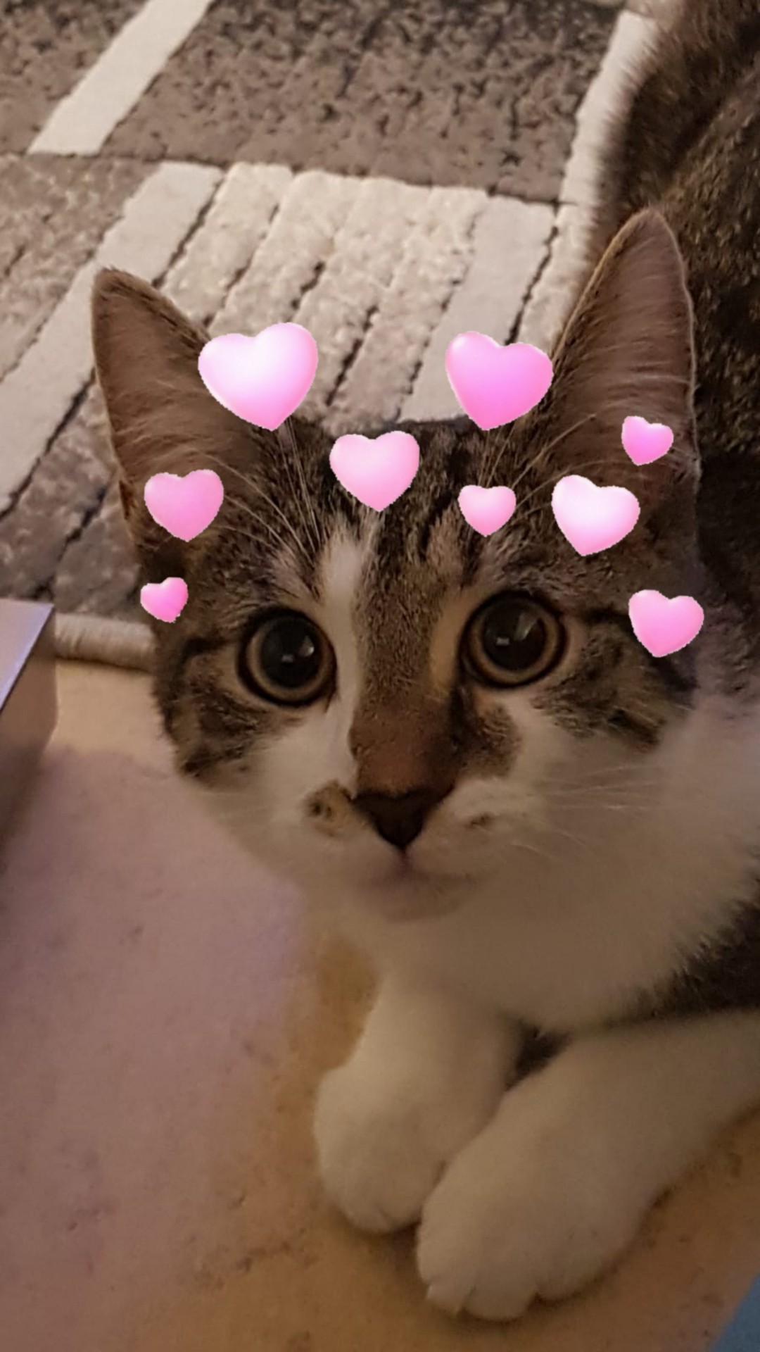 Mit Katzen Gassi An Der Leine Tiere Katze Tierqualerei