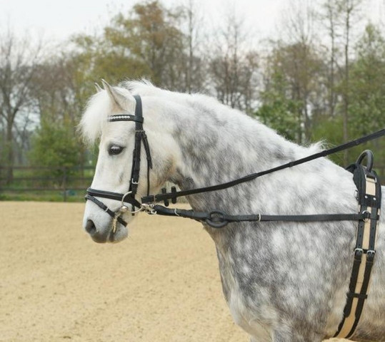 39 Mal Bilder Pferde Besten Bilder Von Ausmalbilder 39 Mal Bilder Pferde Besten Bilder Von Ausmalbilder