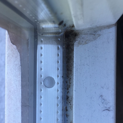 Schimmel Von Silikon Am Fenster Entfernen Hartnackiger Schimmel Auf Fensterfugen