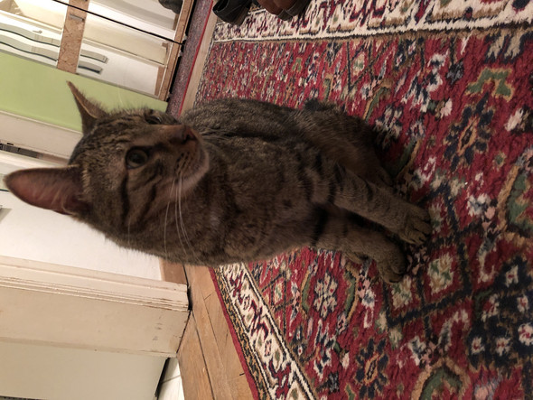 mit was kann man zugelaufene katze futtern tiere katzen futter