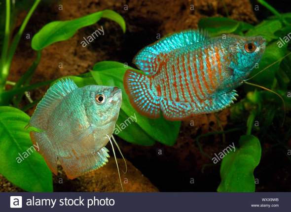 mit welchen fischen kann ich den neonblauen zwergfadenfisch vergesellschaften?