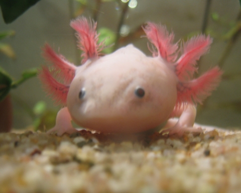 Mit welchen Fischen kann ich ein Axolotl halten? (Tiere, Aquarium