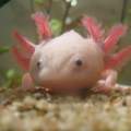 Mit welchen Fischen kann ich ein Axolotl halten? (Tiere, Aquarium