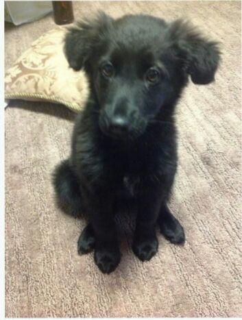 Welpe Talia♡ - (Tiere, Welpen)