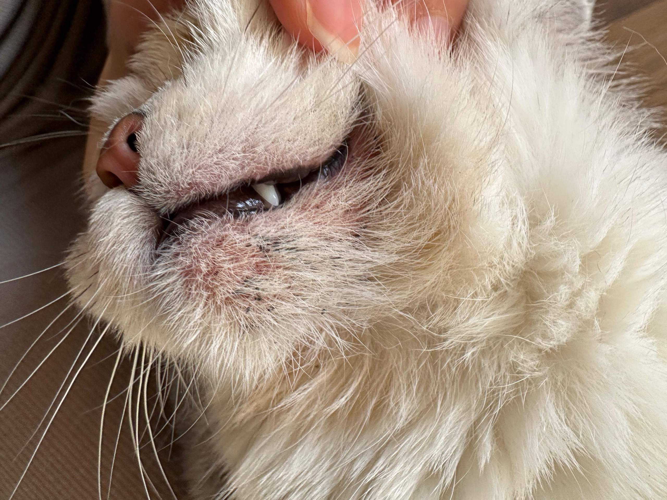 Mittel Gegen übelkeit Katze Niereninsuffizienz