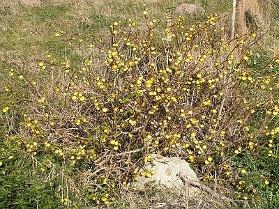 Bilduntertitel eingeben... - (Pflanzen, Botanik, Mittelmeerflora)