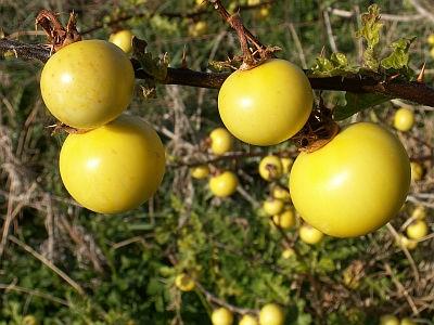 Bilduntertitel eingeben... - (Pflanzen, Botanik, Mittelmeerflora)