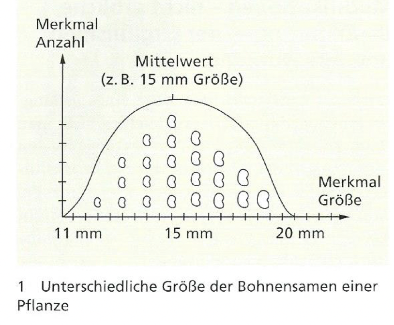 Modifikation Bohnensamen - 0 Full