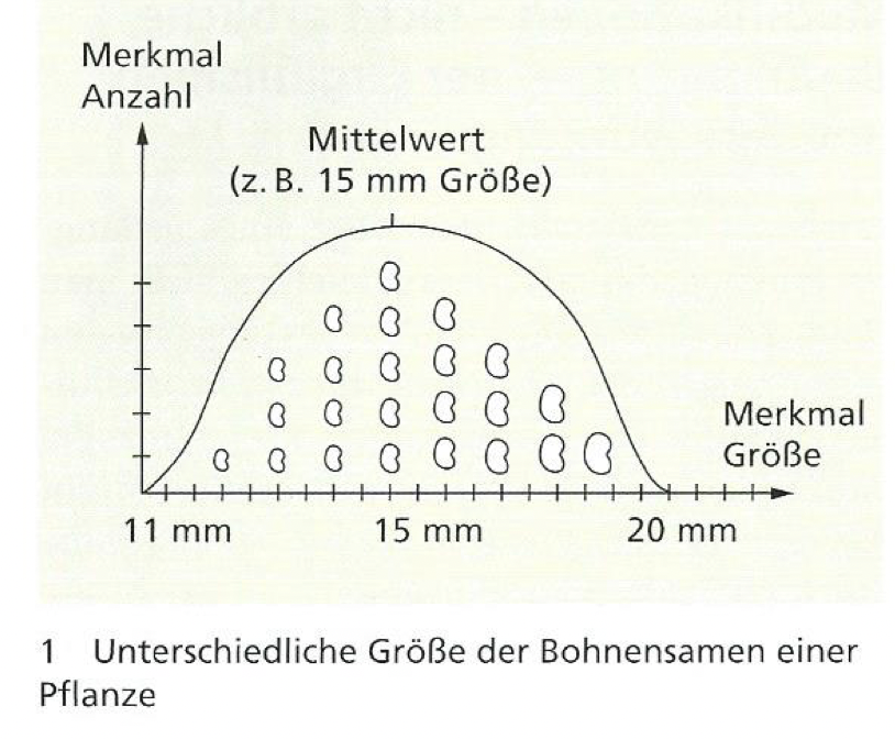 Modifikation Bohnensamen - 0 Full Modifikation Bohnensamen - 0 Full