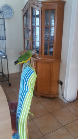 Mochte Meine Kleine Mohrenkopfpapagei Zahmen Tiere Flohe Rocky Mochte Meine Kleine Mohrenkopfpapagei Zahmen Tiere Flohe Rocky