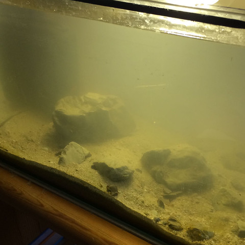 Zurzeit zuemlich trüb, foch das legt sich - (Fische, Aquarium, Aquaristik)
