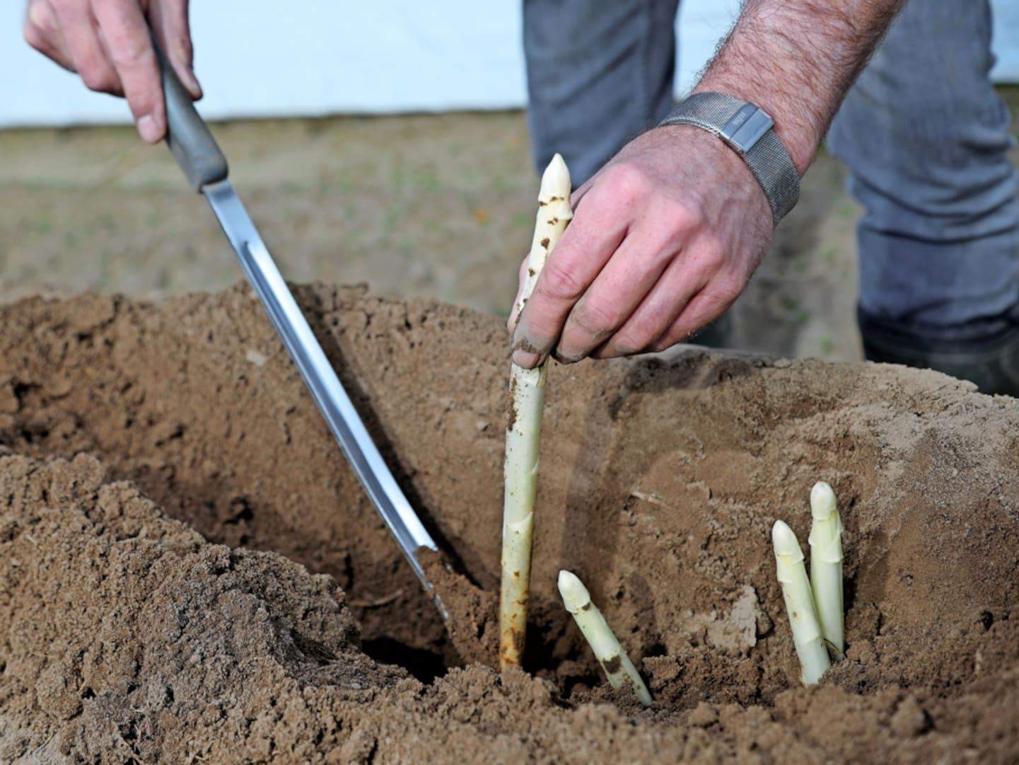 Spargel Selber Stechen In Der Nähe