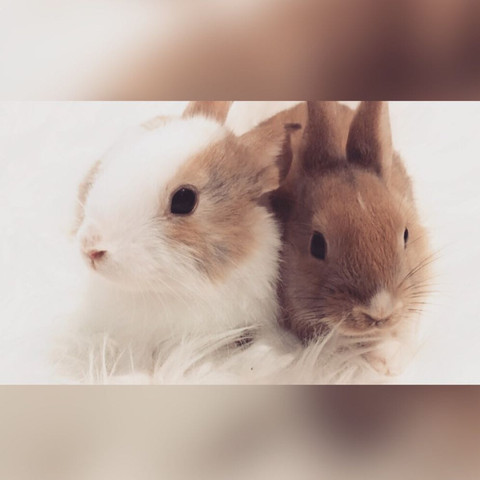 Kaninchen Babys 9 Wochen alt männlich  - (Tiere, Kaninchen, männlich)