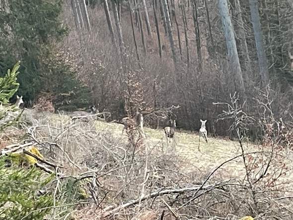 Bild zum Beitrag