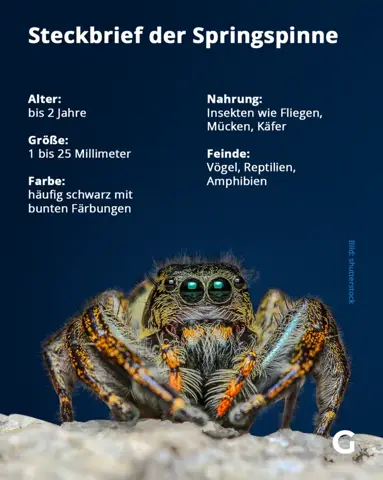 Bild zum Beitrag