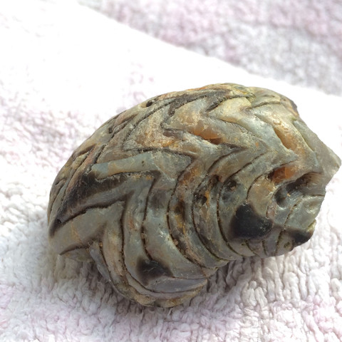 Bild 2 - (Steine, Fossil)