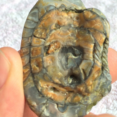 Bild 5 - (Steine, Fossil)
