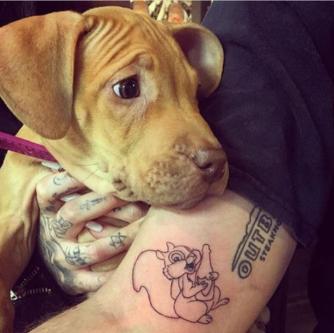 Weiß jemand welche rasse das ist ? - (Hund, Rasse)