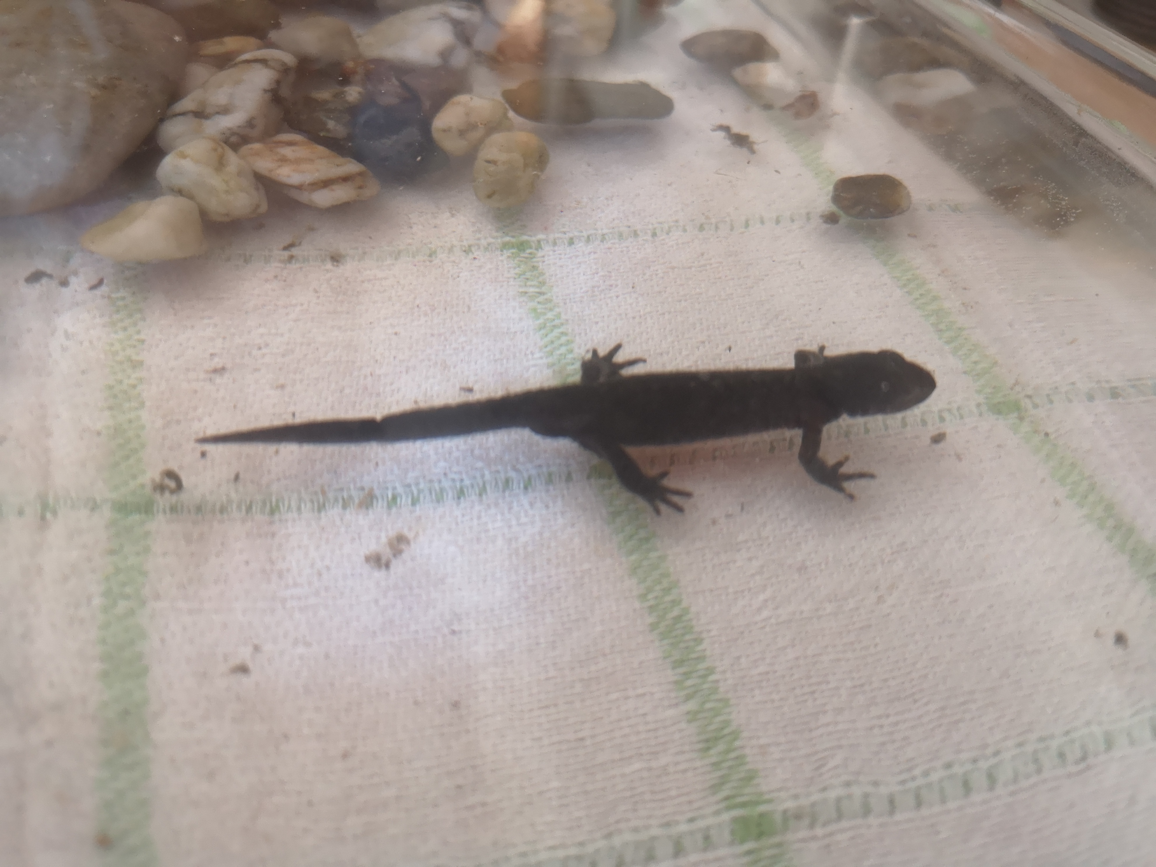 Molch Gefunden Was Sollte Ich Tun Wildtiere