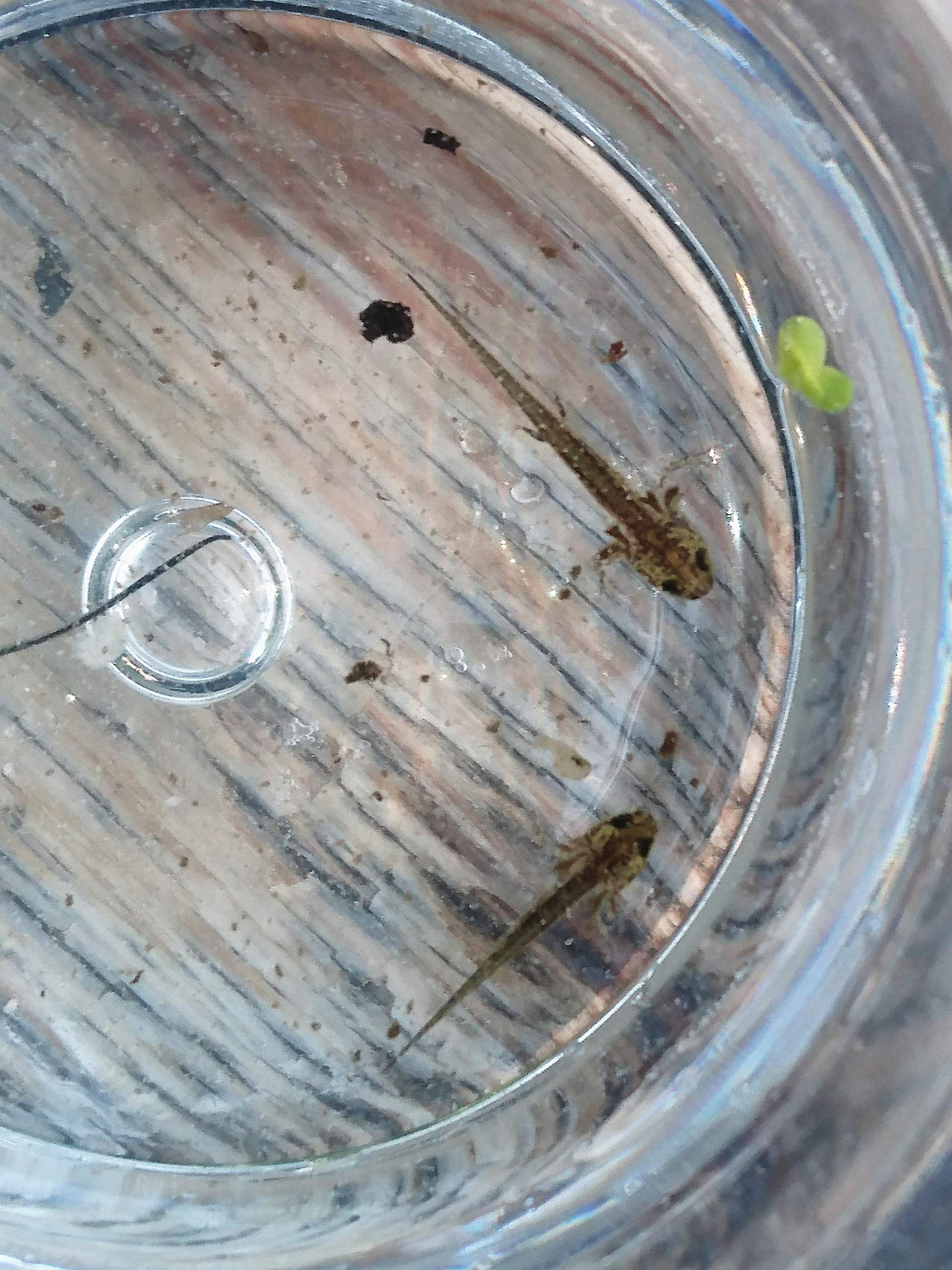 Molchlarven oder wirklich axolotl? (Tiere, Natur, Teich)
