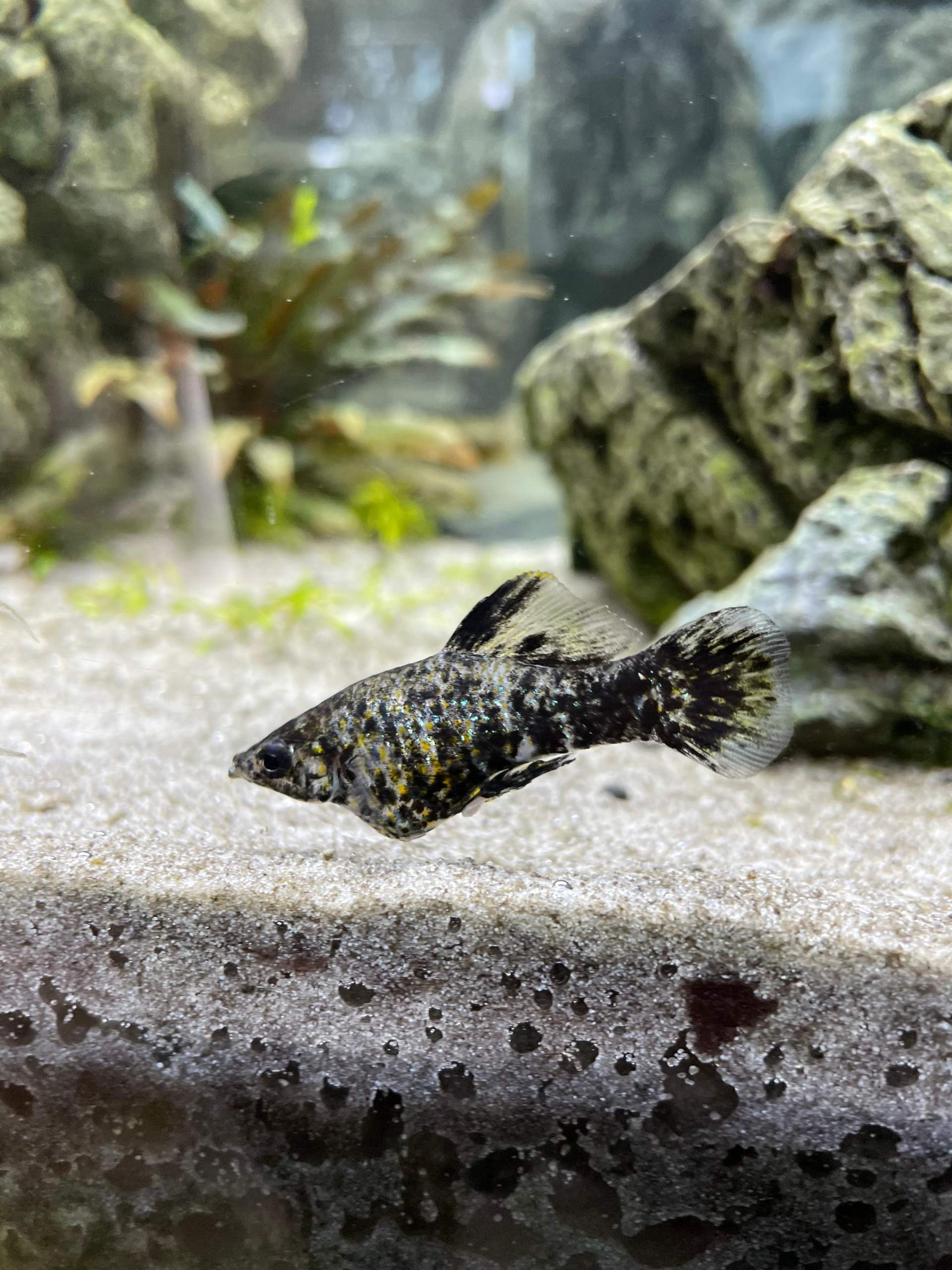 Fisch Schwimmt Senkrecht Und Hat Dicken Bauch Molly hat großen Bauch? (Fische, Aquarium)