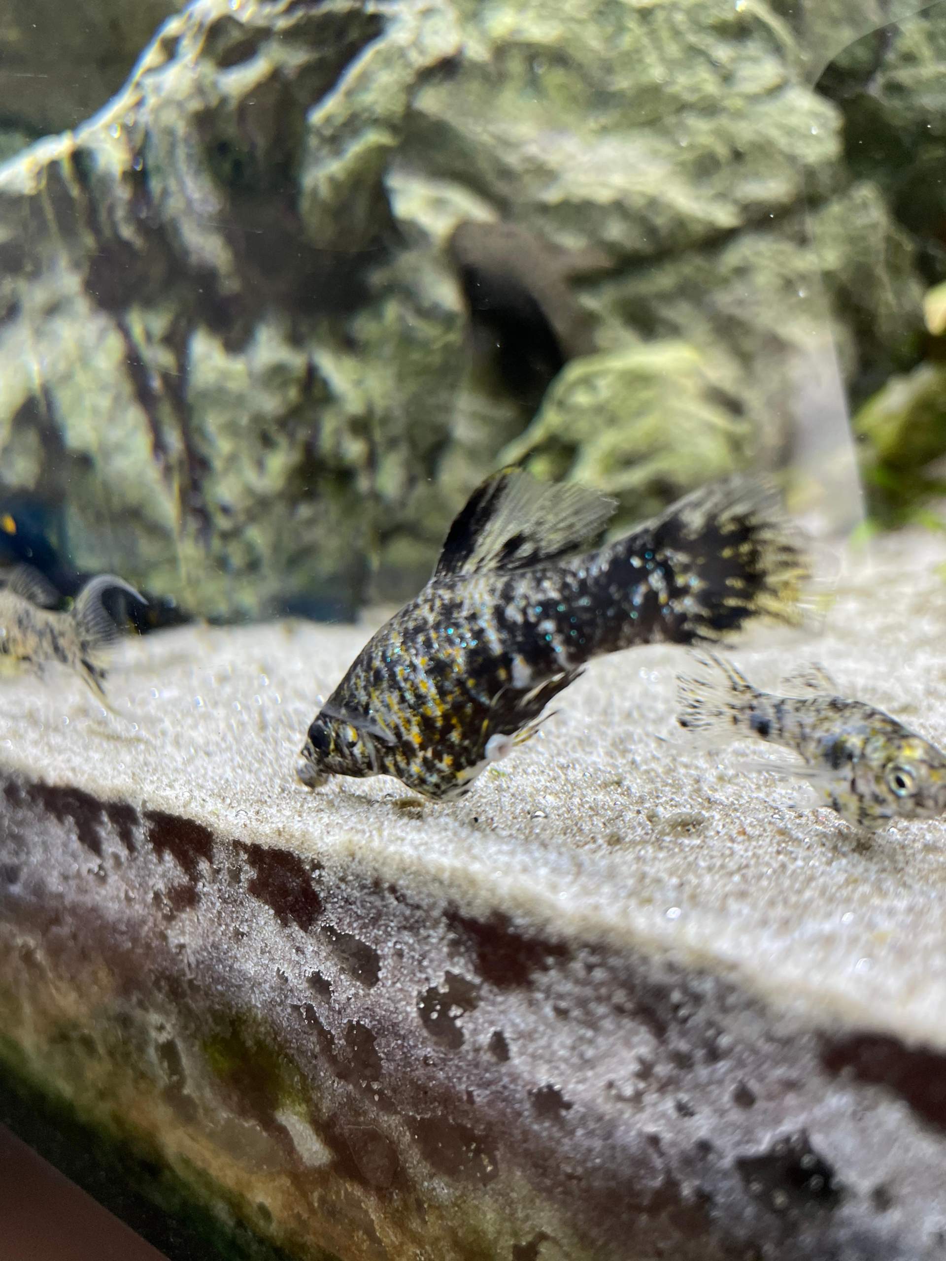 Fisch Schwimmt Senkrecht Und Hat Dicken Bauch Molly hat großen Bauch? (Fische, Aquarium)