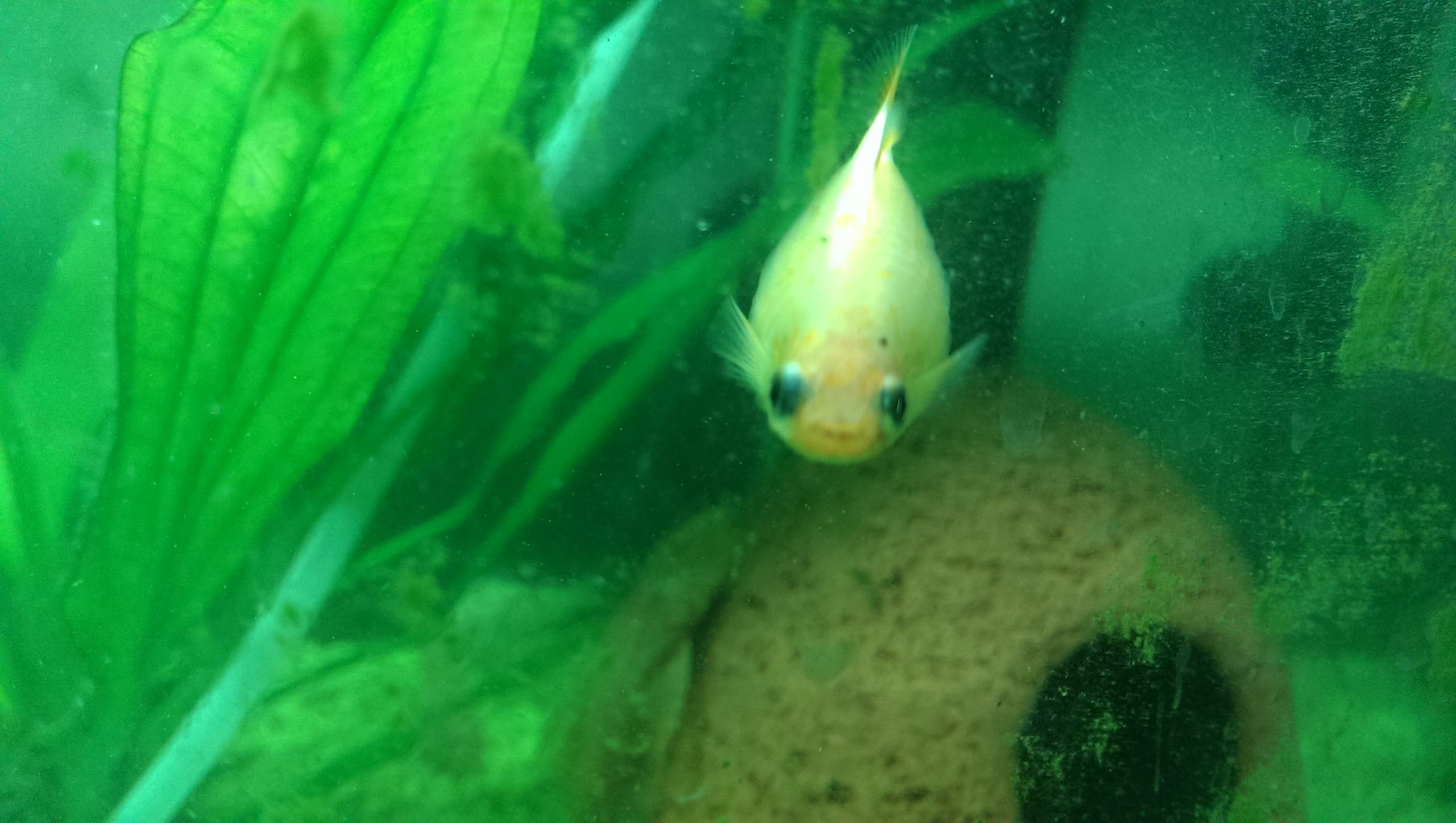 Fisch Schwimmt Senkrecht Und Hat Dicken Bauch Molly hay sehr dicken bauch (Fische)