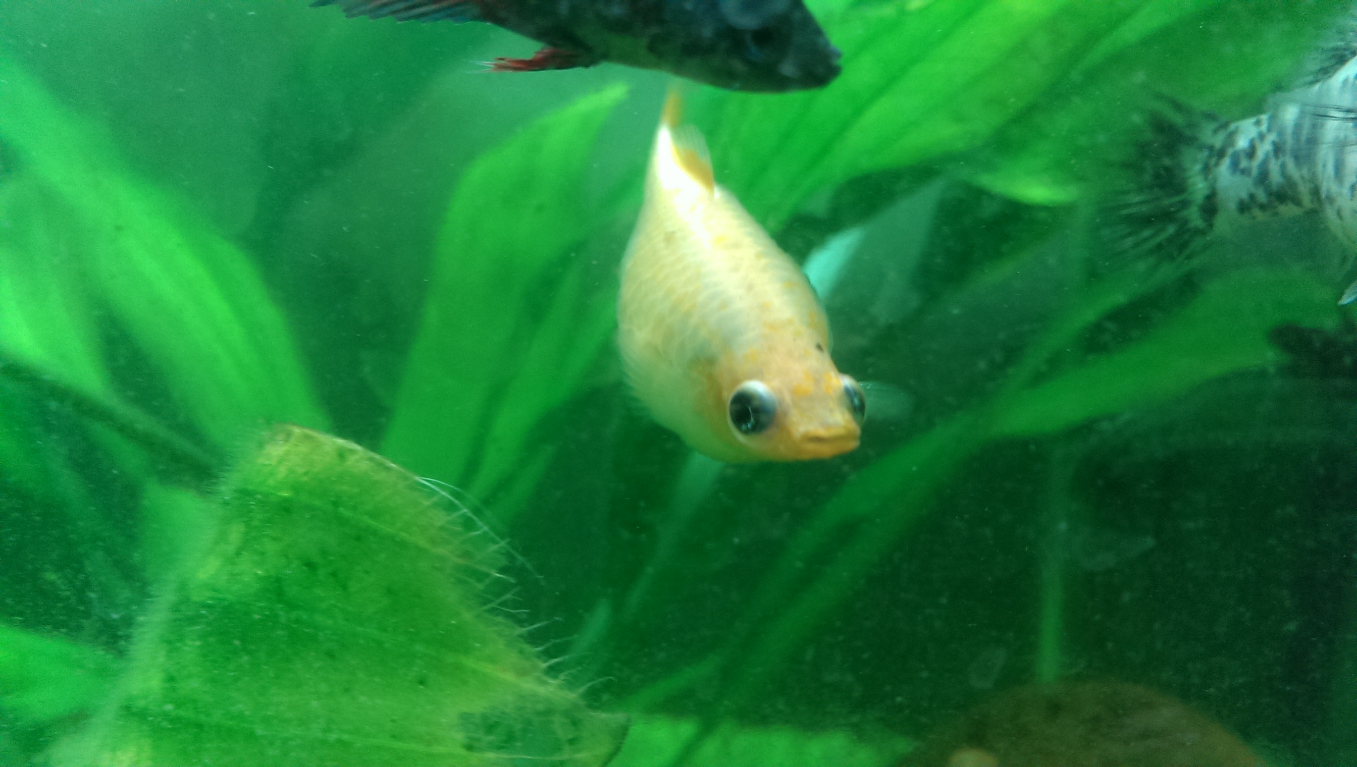 Fisch Schwimmt Senkrecht Und Hat Dicken Bauch Molly hay sehr dicken bauch (Fische)