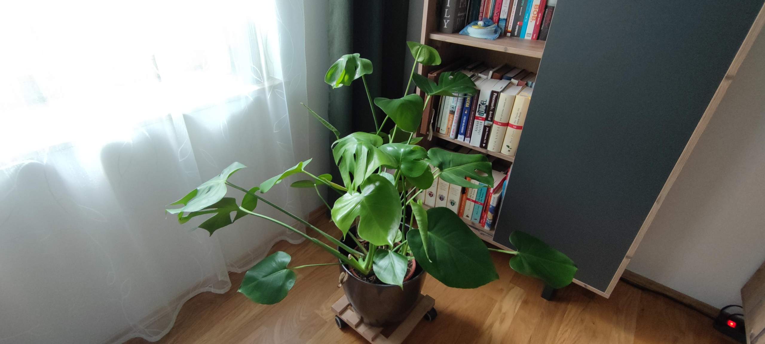Monstera - neue Bltter bleiben hell grn und "weich/schlapp"?  (Pflanzenpflege, Zimmerpflanzen)