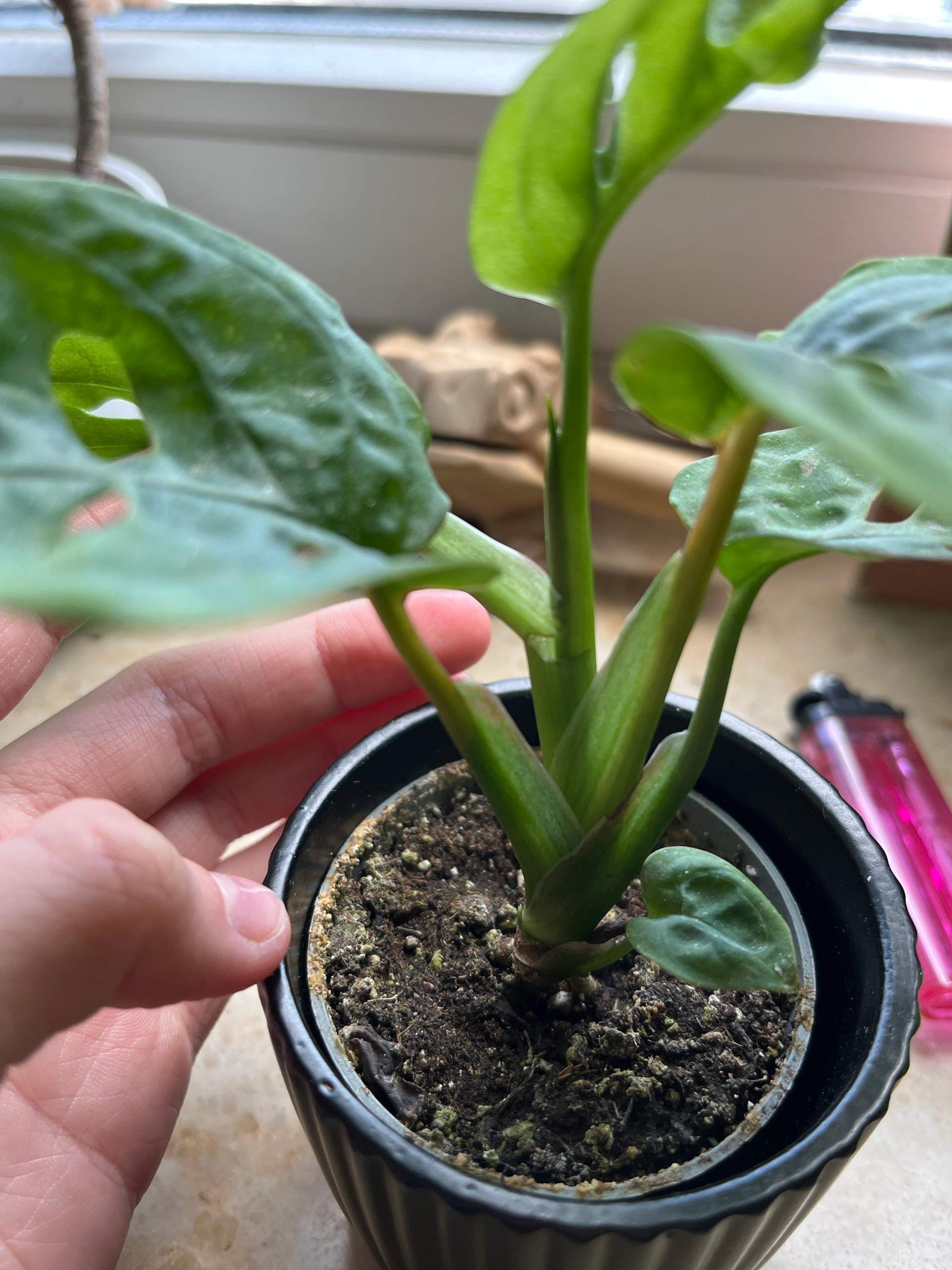 Monstera abgeknickt? (Zimmerpflanzen, Bltter)