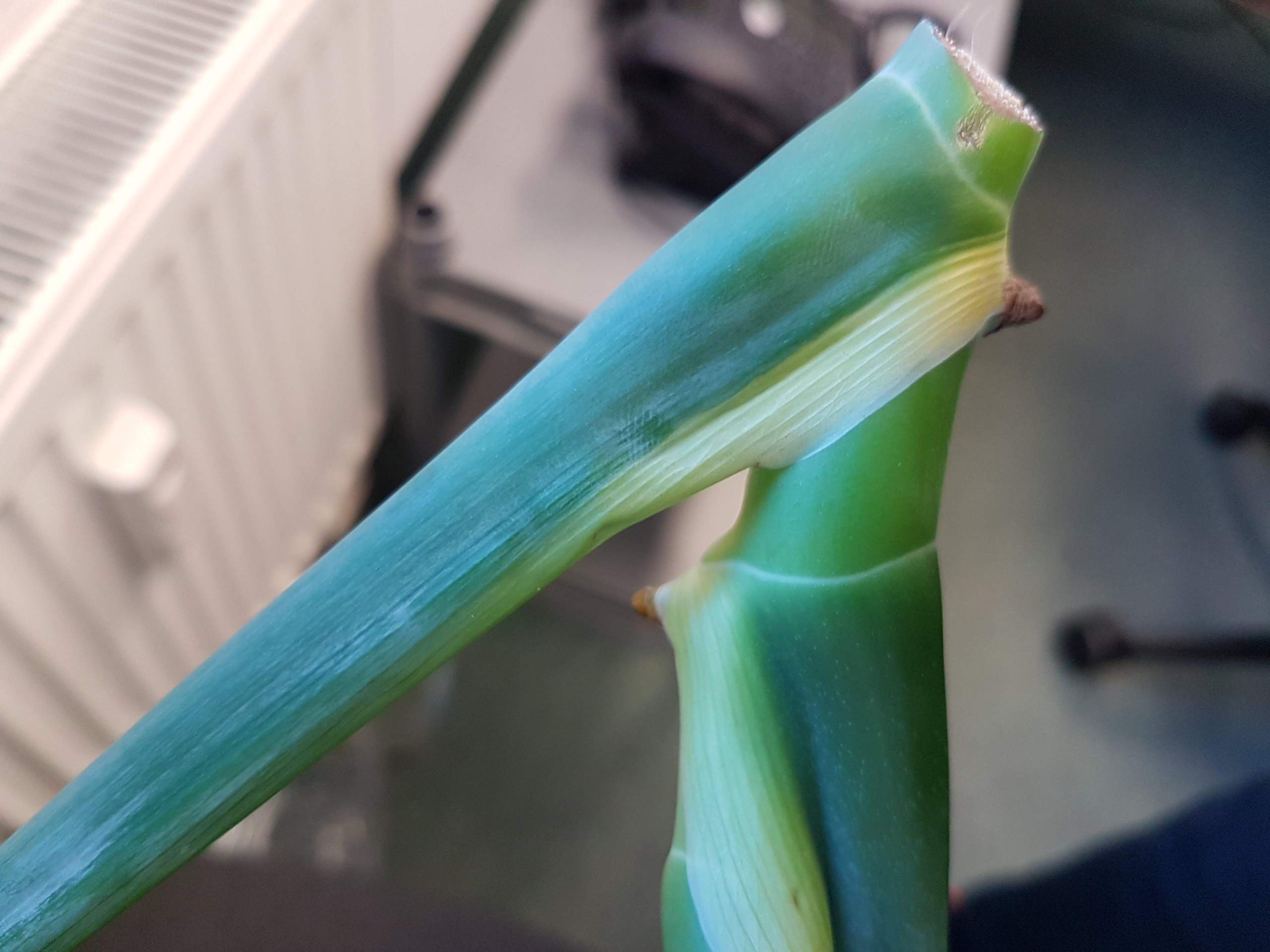 Muss Man Weidenkätzchen Ins Wasser Stellen Monstera-Ableger MIT Luftwurzeln ins Wasser stellen? (Zimmerpflanzen)